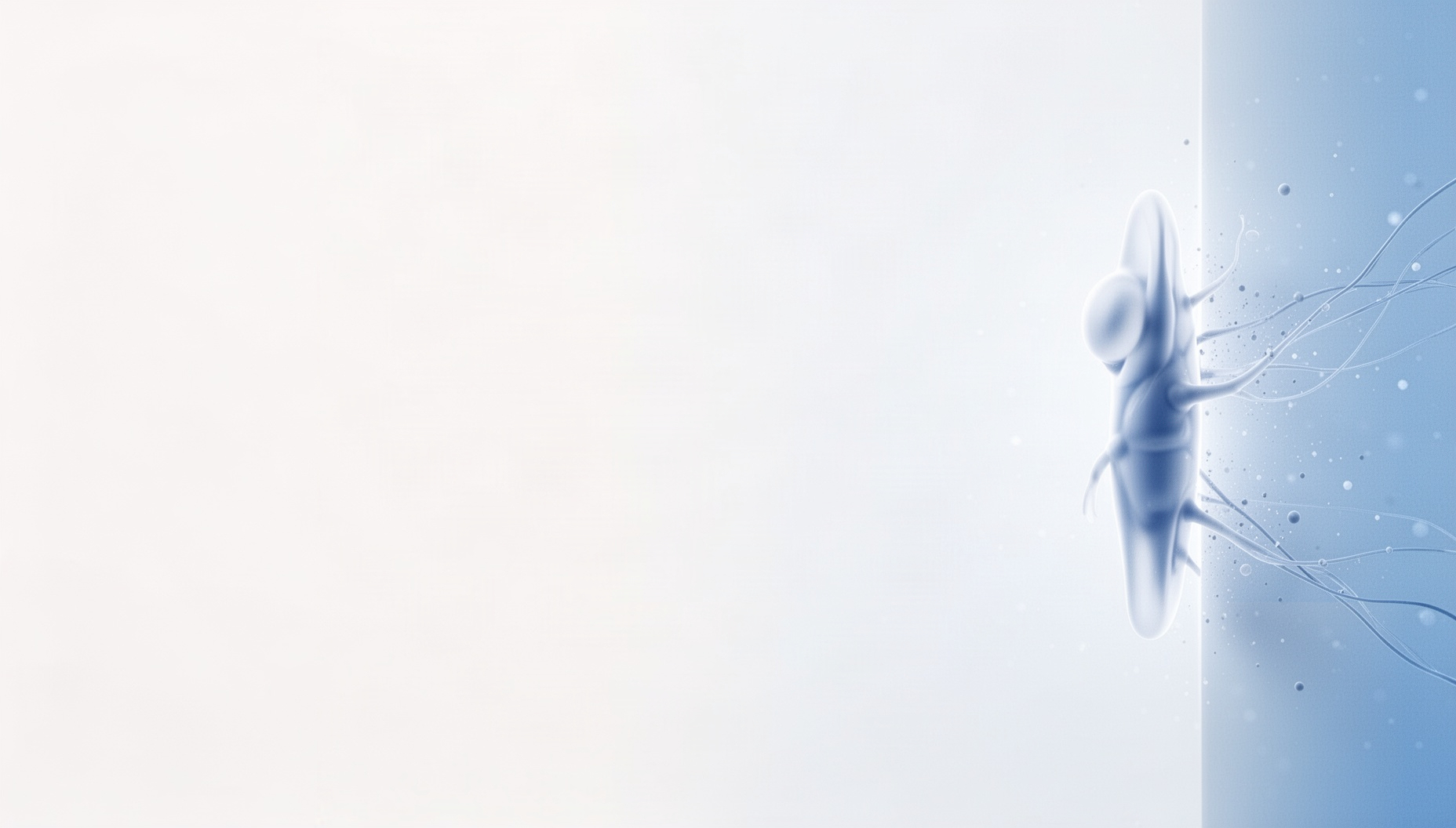 Anatomy PowerPoint background with a holographic vestibular nerve on the right edge, white