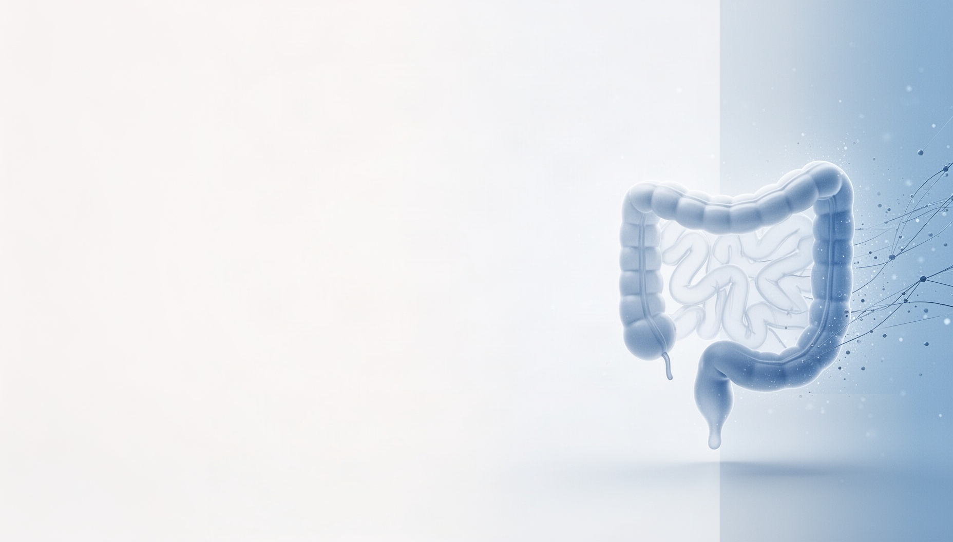 Digestive system powerpoint background with a holographic large intestine on the right edge, white